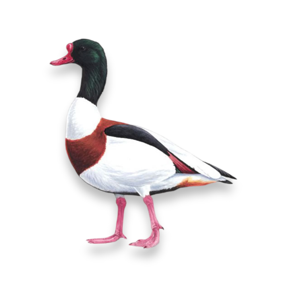Πάπια Βαρβάρα - Common Shelduck