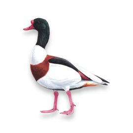Πάπια Βαρβάρα - Common Shelduck