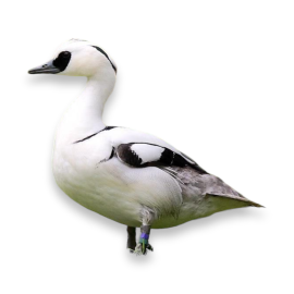 Πάπια Νανοπρίστης - Smew Duck