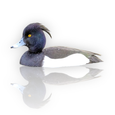 Φουντωτή πάπια - Tufted Duck